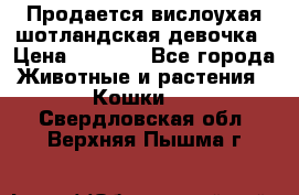 Продается вислоухая шотландская девочка › Цена ­ 8 500 - Все города Животные и растения » Кошки   . Свердловская обл.,Верхняя Пышма г.